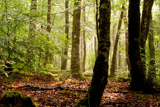 sous-bois