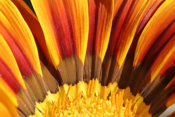 Foto auf Acrylglas Antireflex detailliertes Makro einer Blume © Feng Yu
