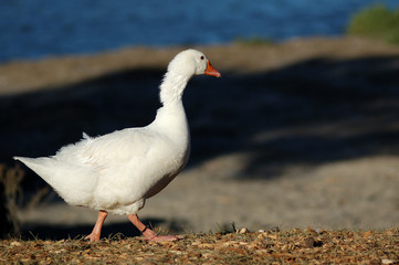 strutting lesser snow goose