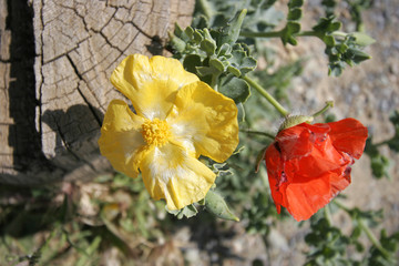 red and yellow poppy