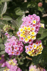 verbena bloom in a greek hedgerow
