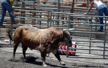 bull chasing cowboys
