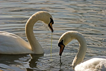 Obraz premium 2 swans