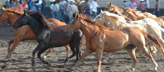 Obraz premium herd of horses
