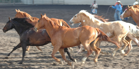 herd of horses