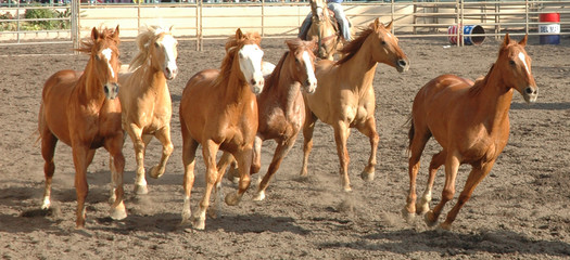 herd of horses