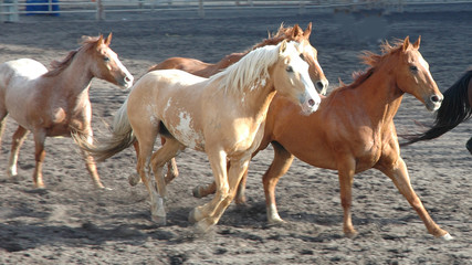 herd of horses