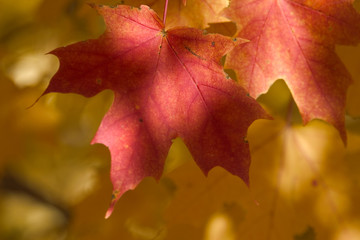 Fototapeta na wymiar maple leaves