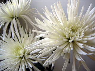 three white chrysanthemum flowers