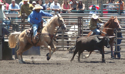 steer wrestlers