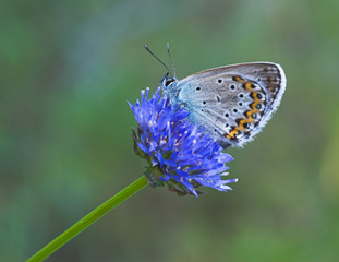 blue butterfly on blue flower