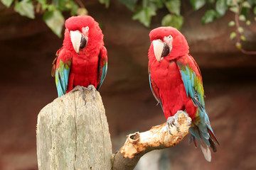 2 parrots