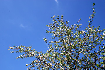 flowering of an apple-tree.