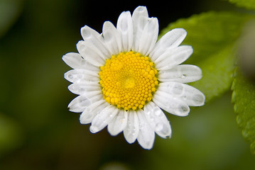 daisy with dew