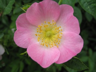 wild rose