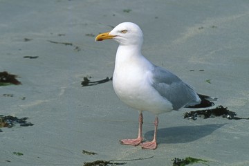 goeland © saintho