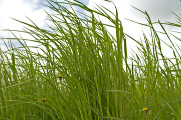 grass and sky