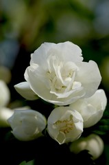 Obraz premium jasmin 5