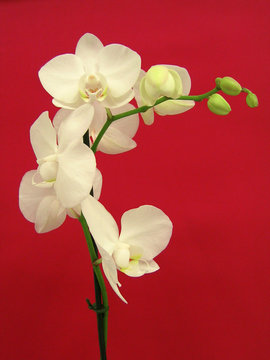orchide