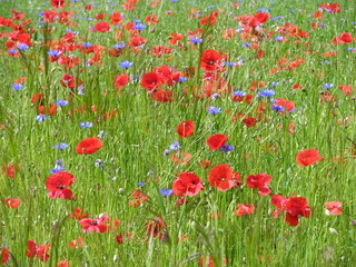 Fototapeta premium maki 3