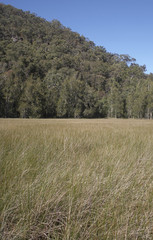 swamp grass and hill
