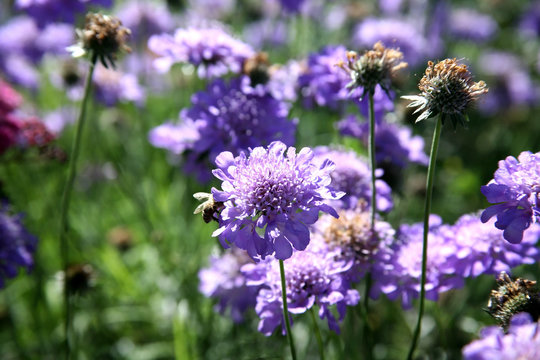 field of blue pincushion flowers