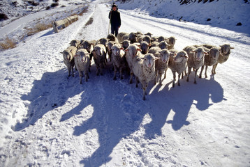 sheep group
