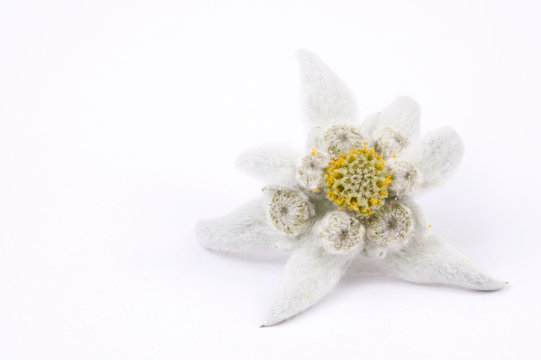 white flower. edelweiss