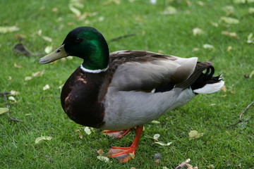erpel von der linken seite
