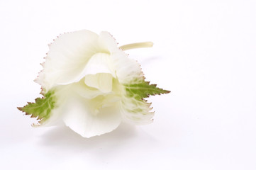 white flower - begonias