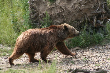 bär im zoo