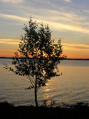 birch in sunset