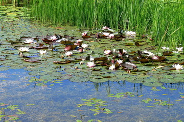 lilies in a river