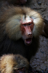 baboon