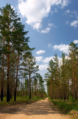 summer day in the pine forest