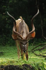 Fotobehang antilope © TMAX