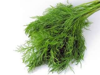 a tuft of green early dill