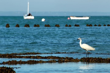 aigrette blanche