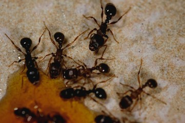 fourmis