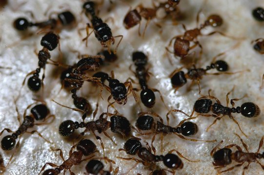 fourmis