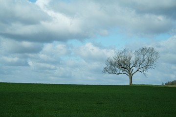 Fototapeta na wymiar lone tree