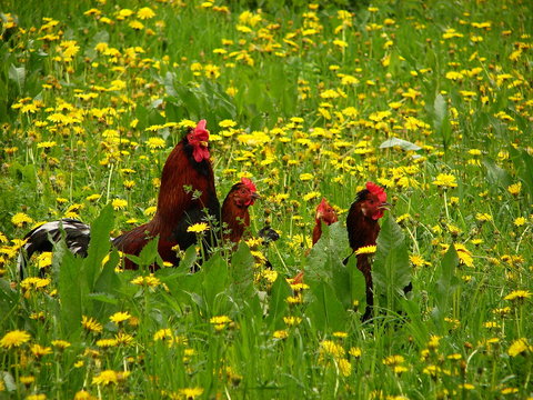 roster with chicks