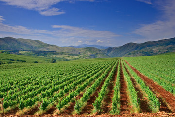 a view of a vineyard field in macedonia - obrazy, fototapety, plakaty