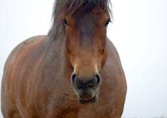 cheval souriant