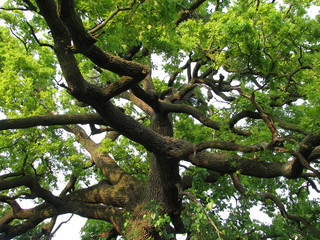 Fototapeta na wymiar branchy oak tree