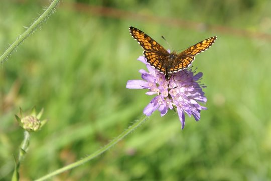 papillon