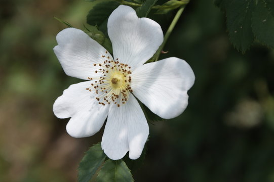 fleur de ronce