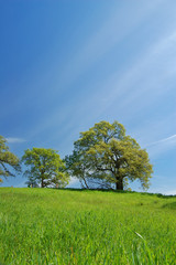 Obraz premium spring countryside