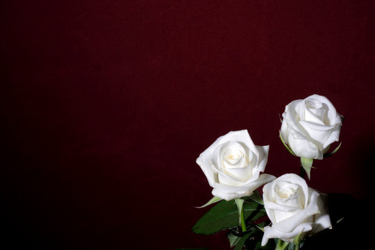 three white roses on a red background