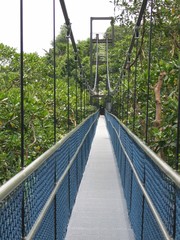 treetop walkway